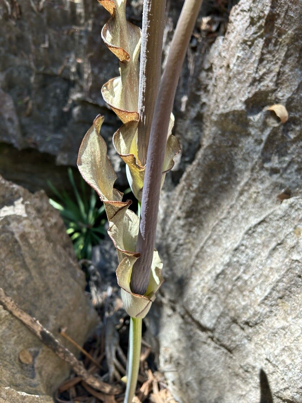 Amorphophallus andranogidroensis flower