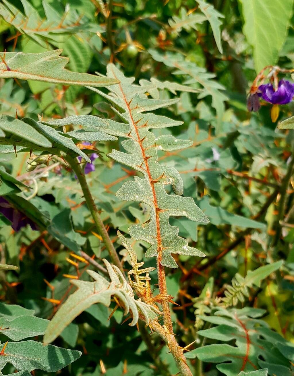 Solanum pyracanthos leaf
