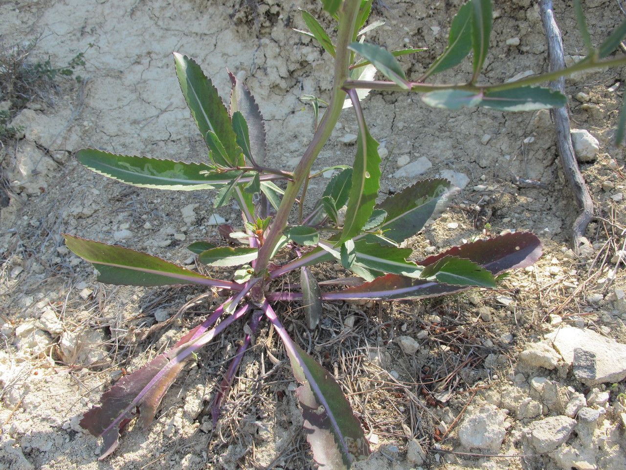 Brassica elongata habit