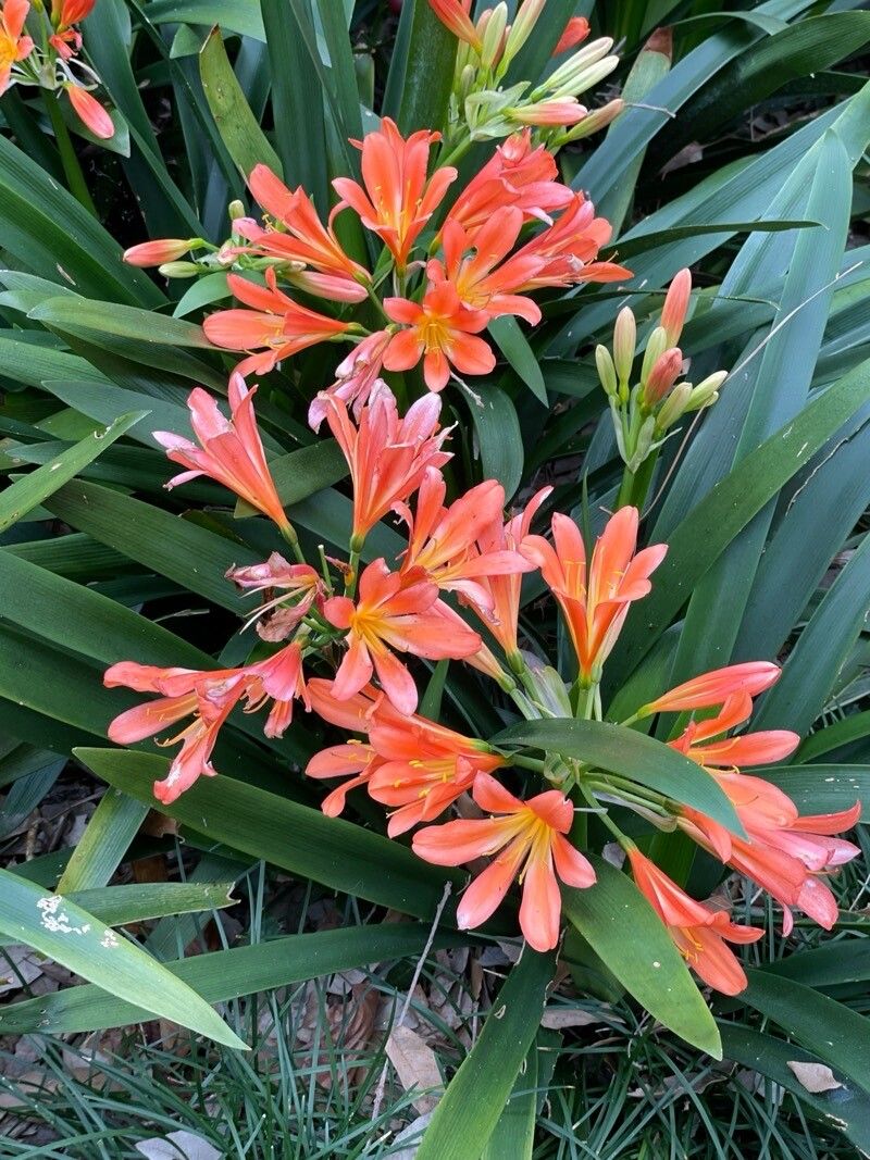 Clivia × cyrtanthiflora flower