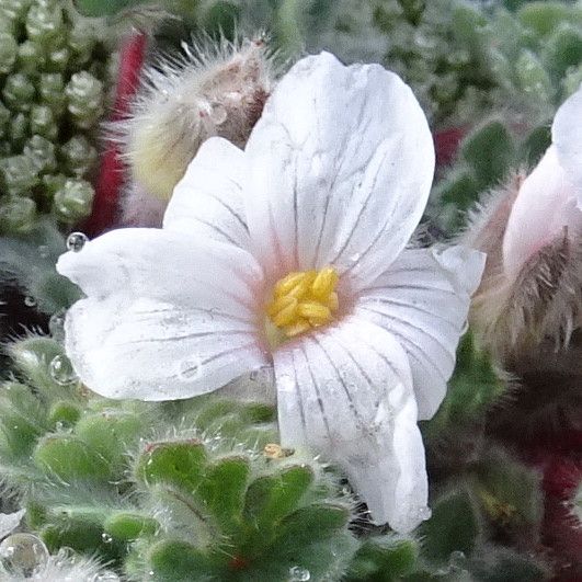 Geranium sessiliflorum flower