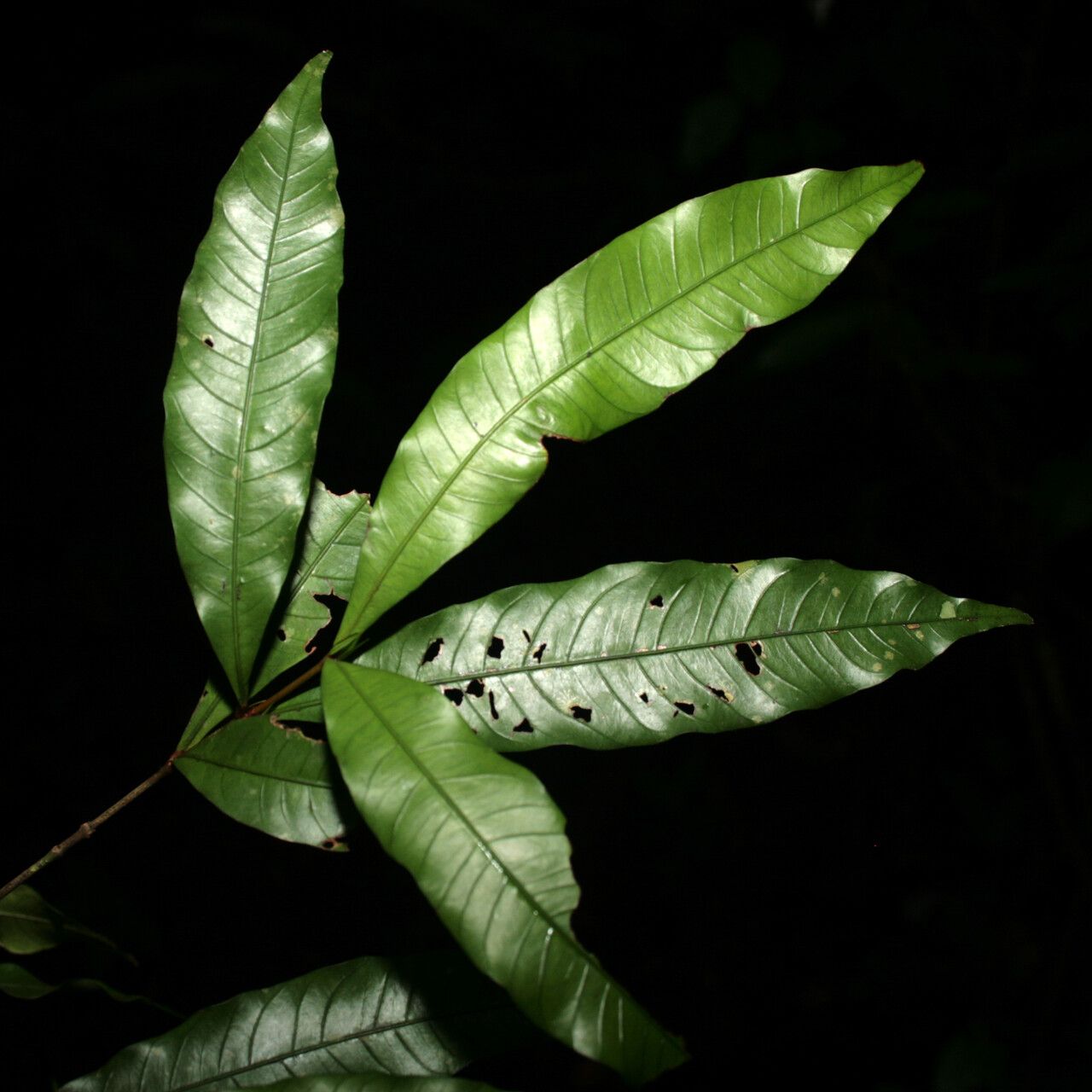 Quiina leptoclada — houseplant care guide