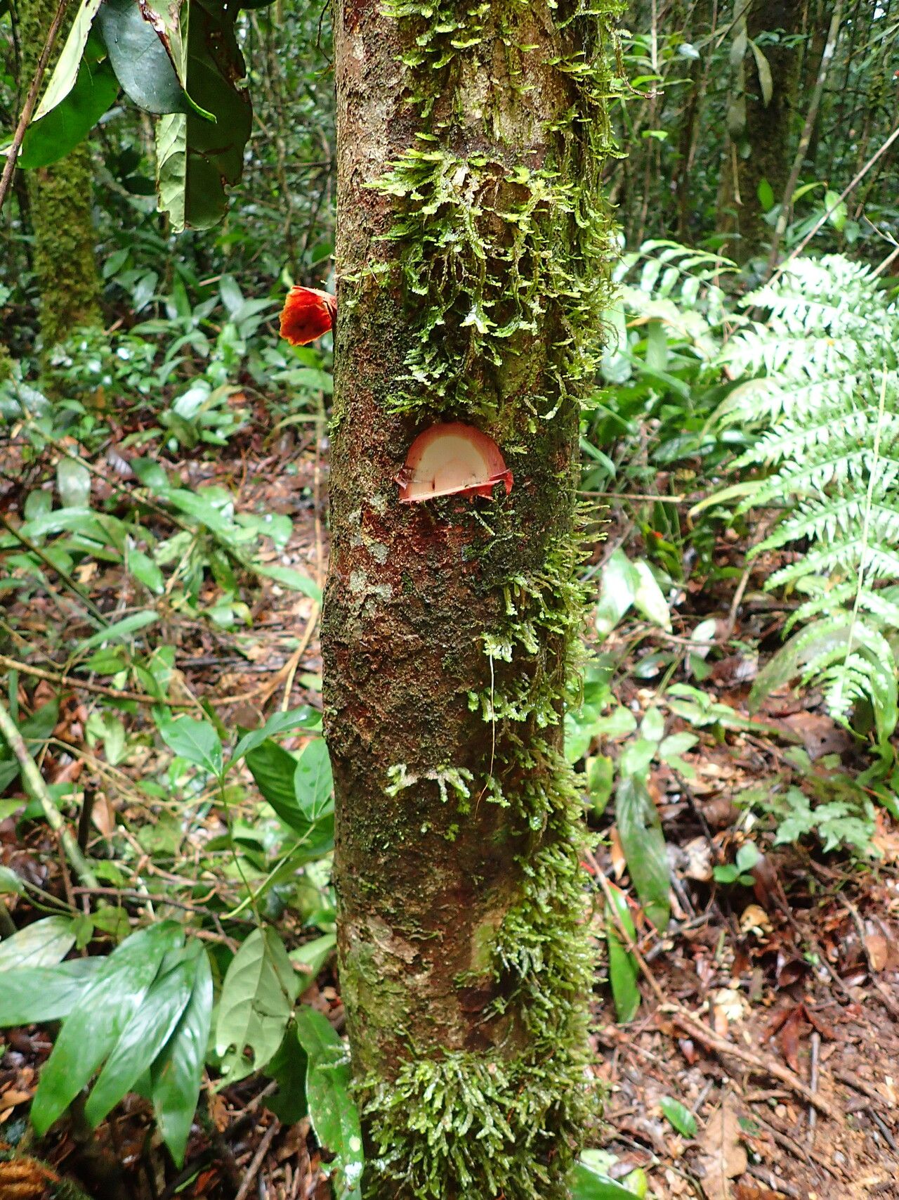 Carapa macrantha bark