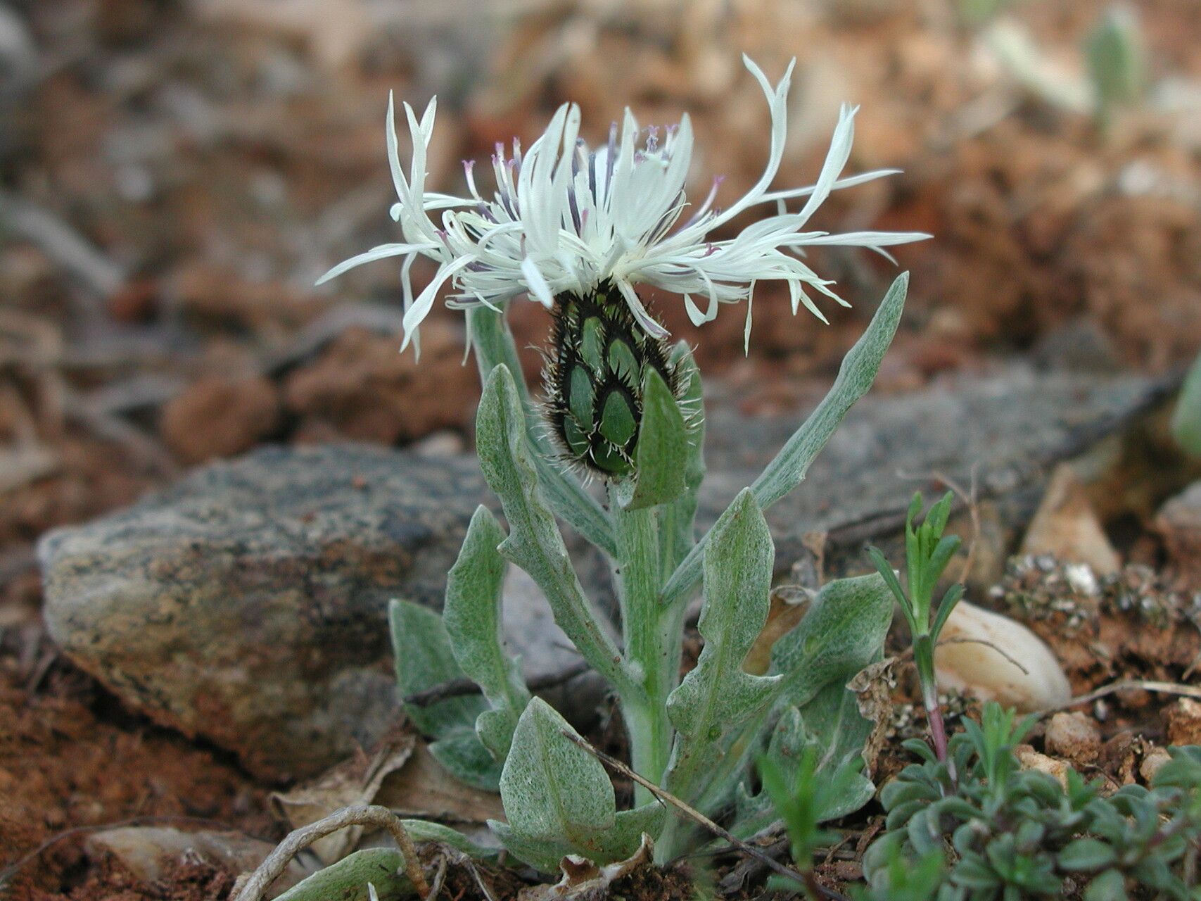 Centaurea thirkei habit