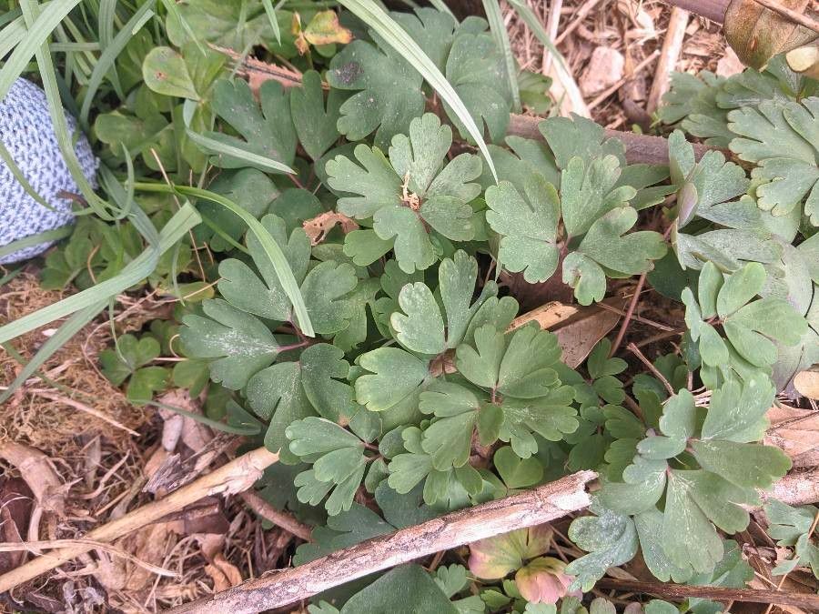 Semiaquilegia adoxoides — houseplant care guide