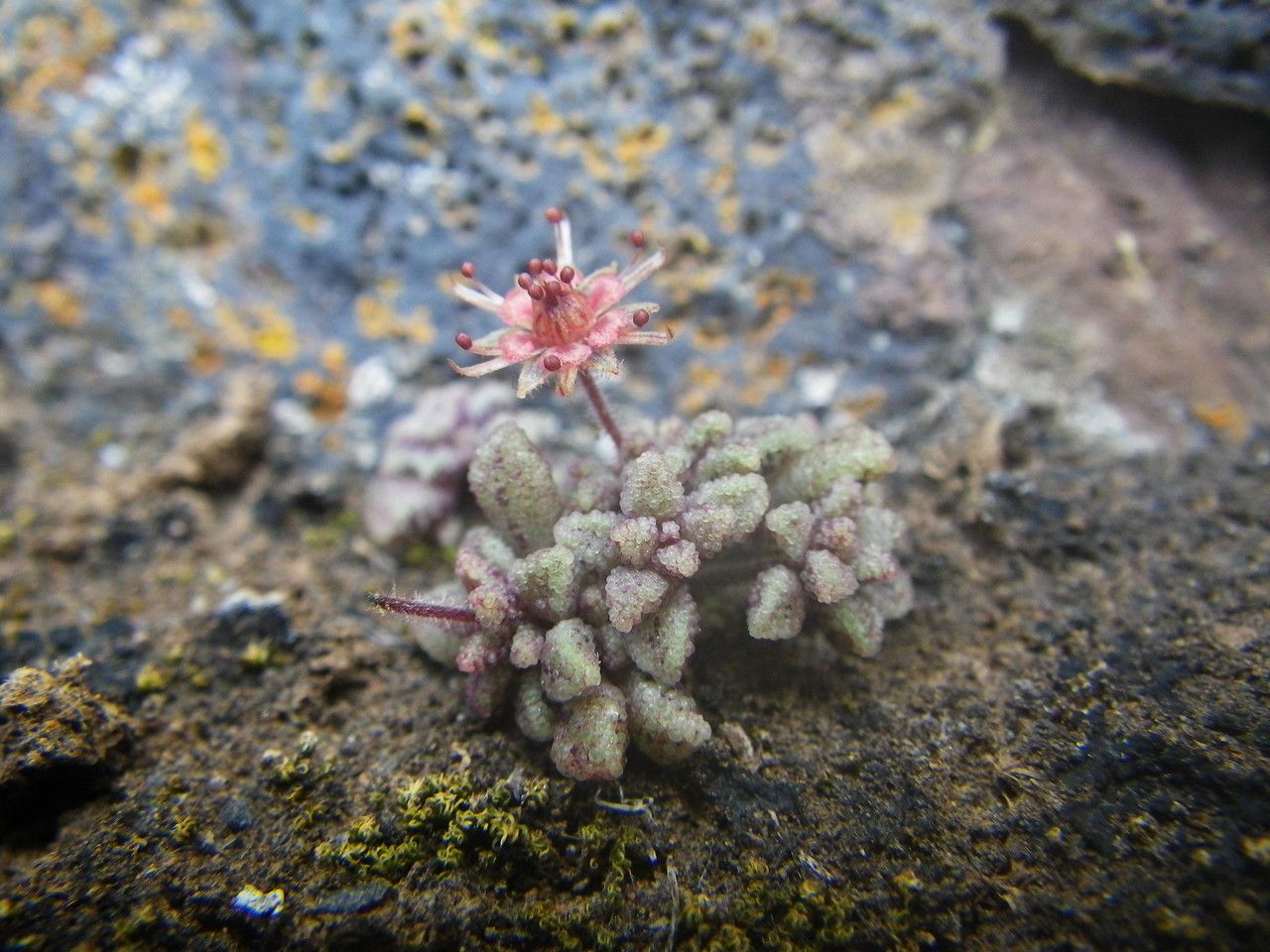 Monanthes muralis — houseplant care guide