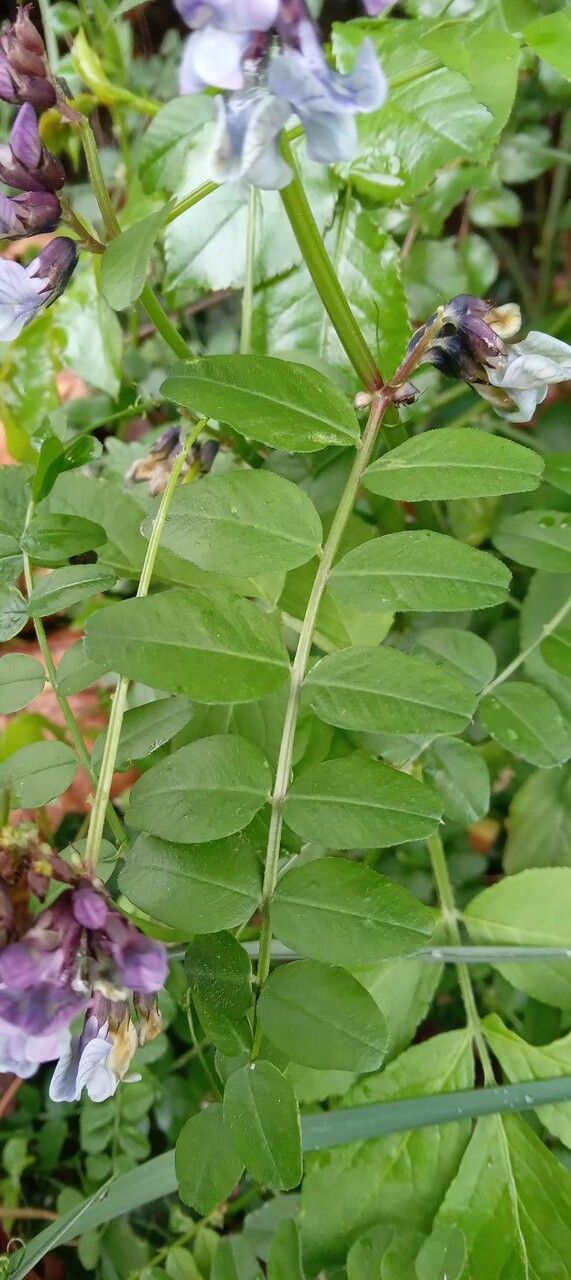 Vicia sepium leaf