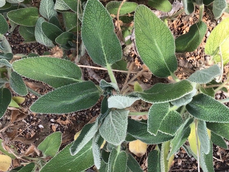 Sideritis nutans leaf