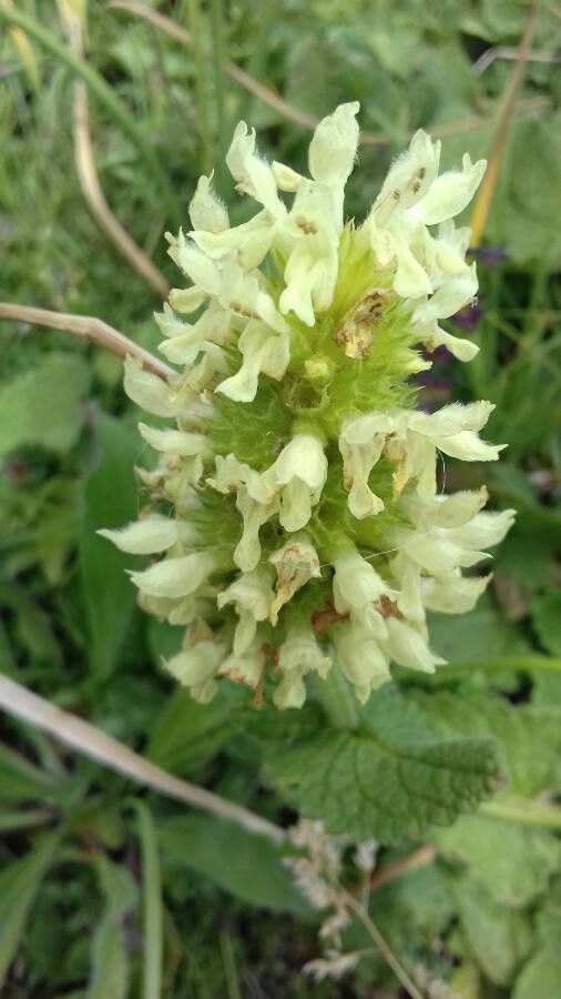 Betonica alopecuros flower