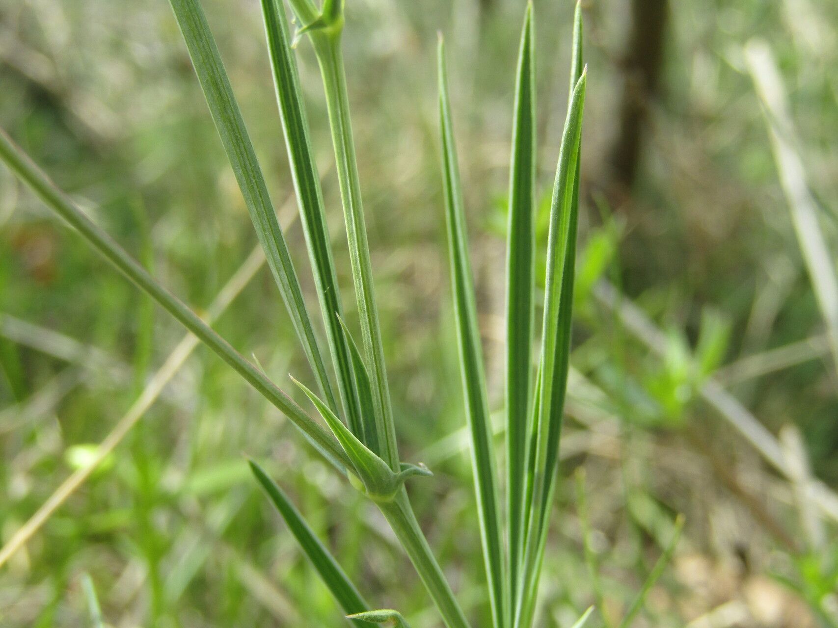Lathyrus digitatus — search result for 'Lathyrus'