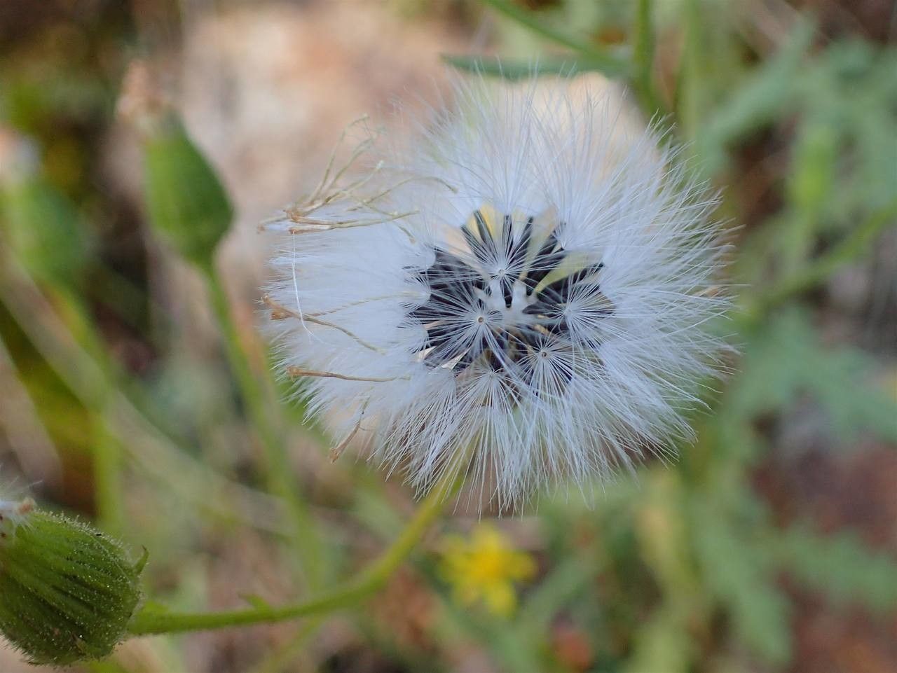 Senecio viscosus fruit