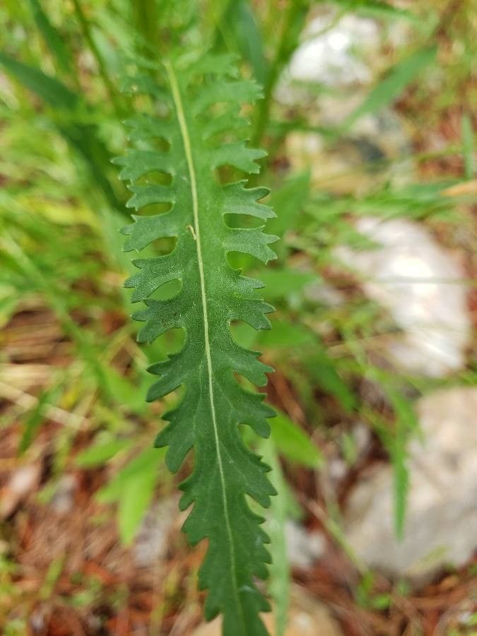 Senecio triangularis leaf