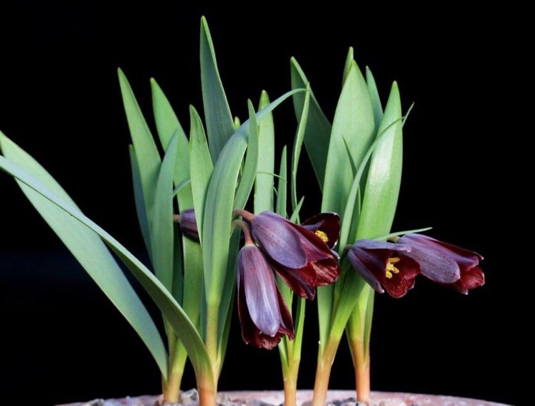 Fritillaria armena — search result for 'Fritillaria'