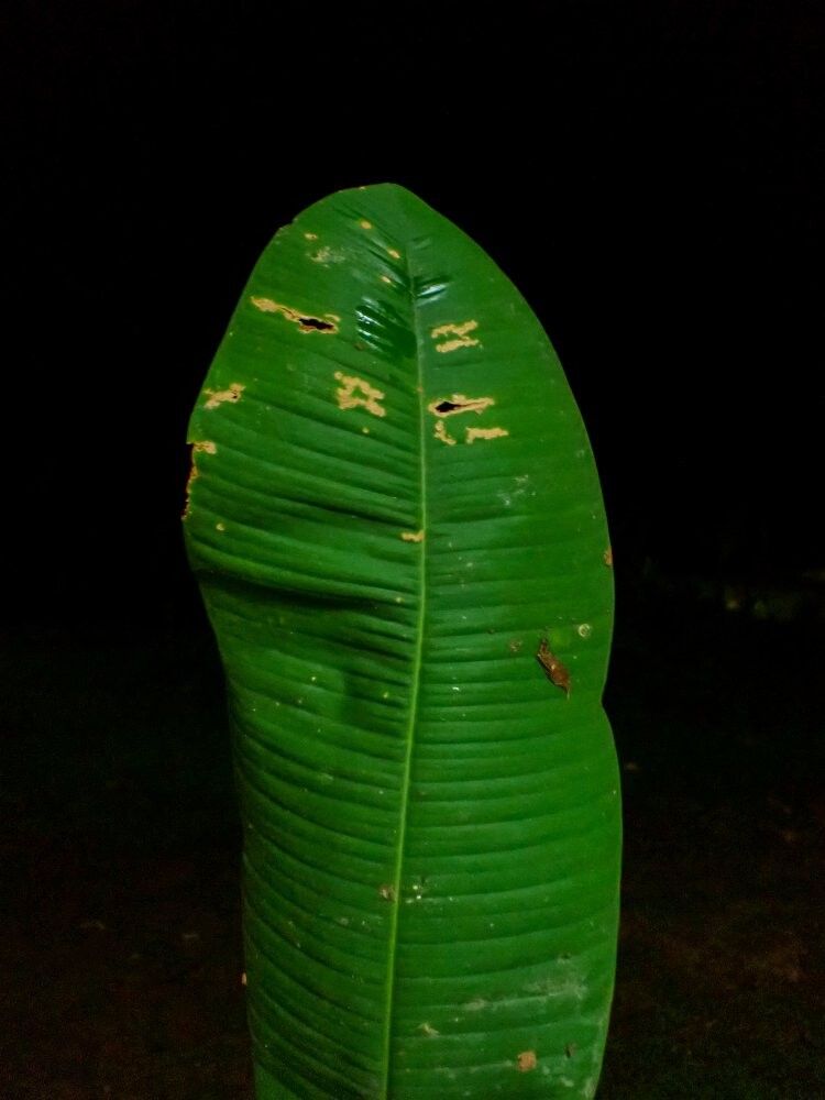 Englerophytum ferrugineum — related species from the same genus