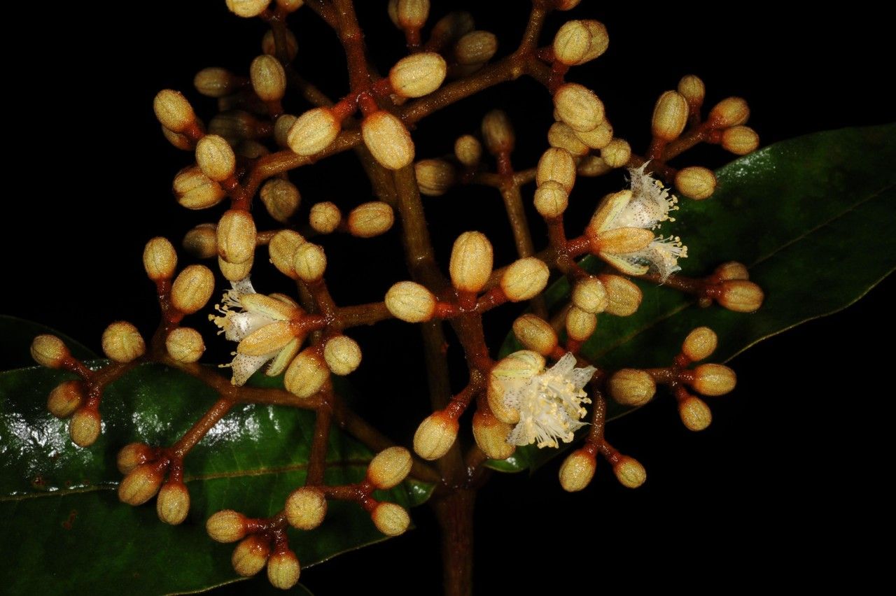 Vismia macrophylla fruit