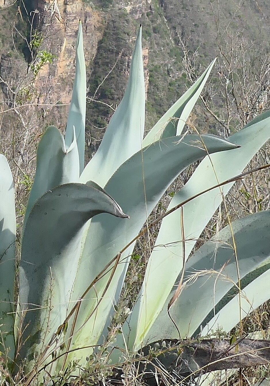 Agave cocui — houseplant care guide