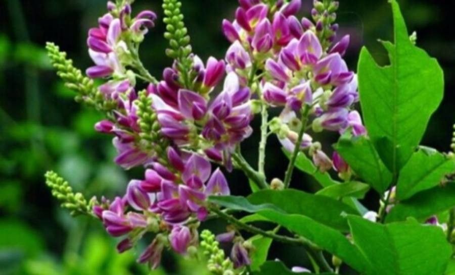 Callerya gentiliana — houseplant care guide