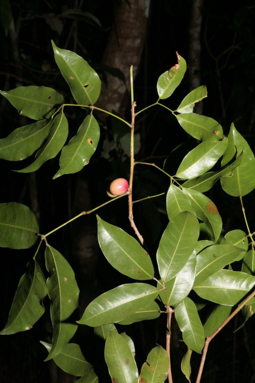 Protium heptaphyllum — houseplant care guide