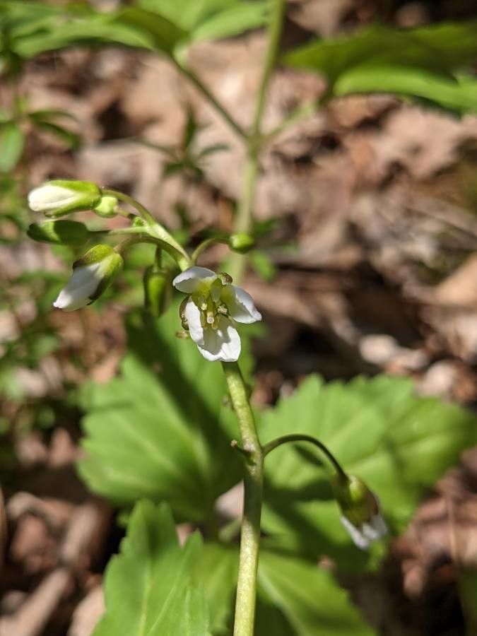 Cardamine diphylla flower