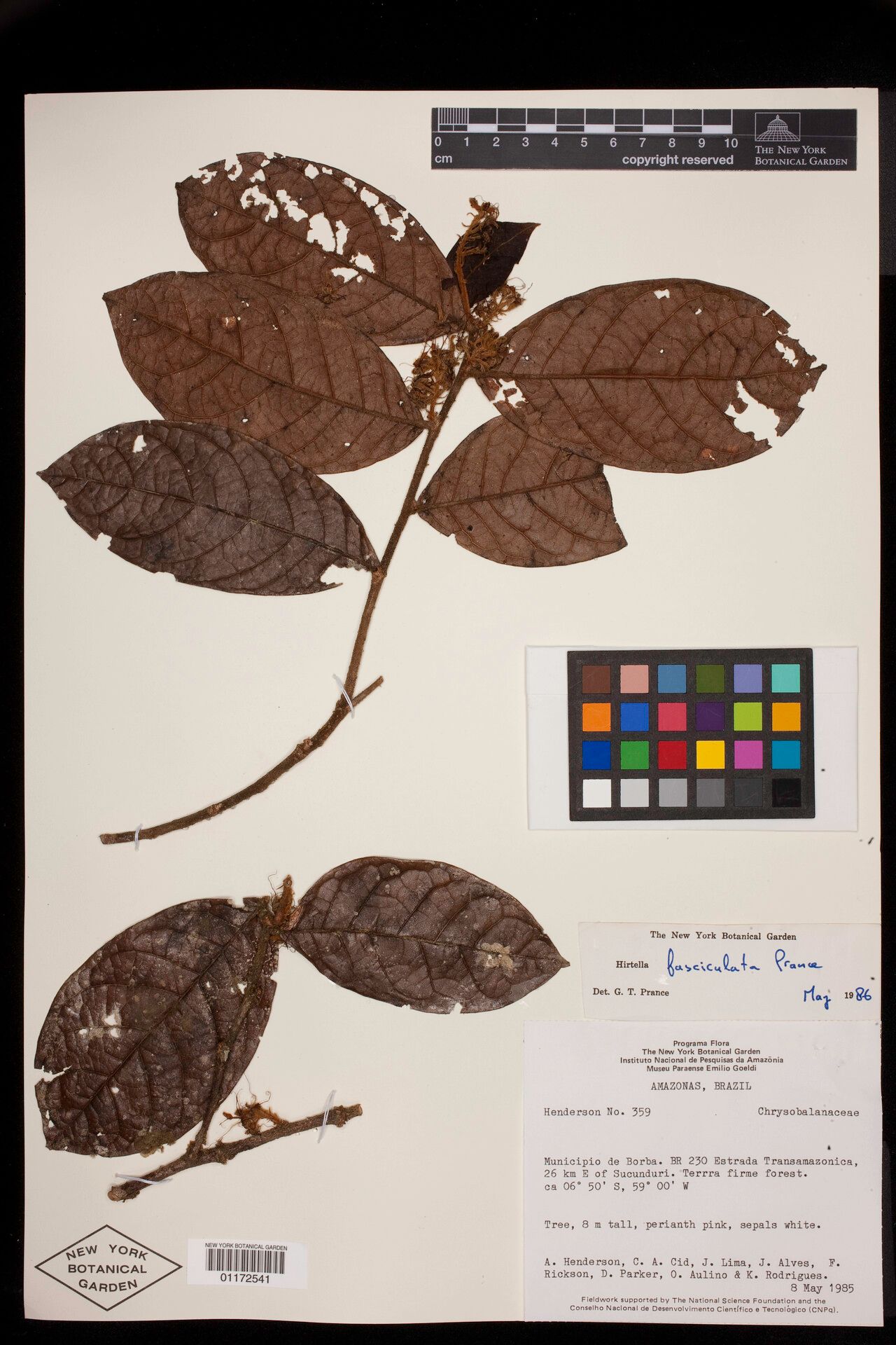 Hirtella fasciculata — houseplant care guide