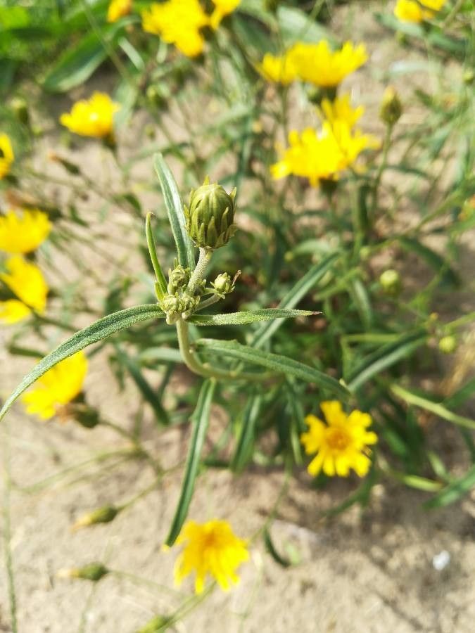 Hieracium umbellatum leaf