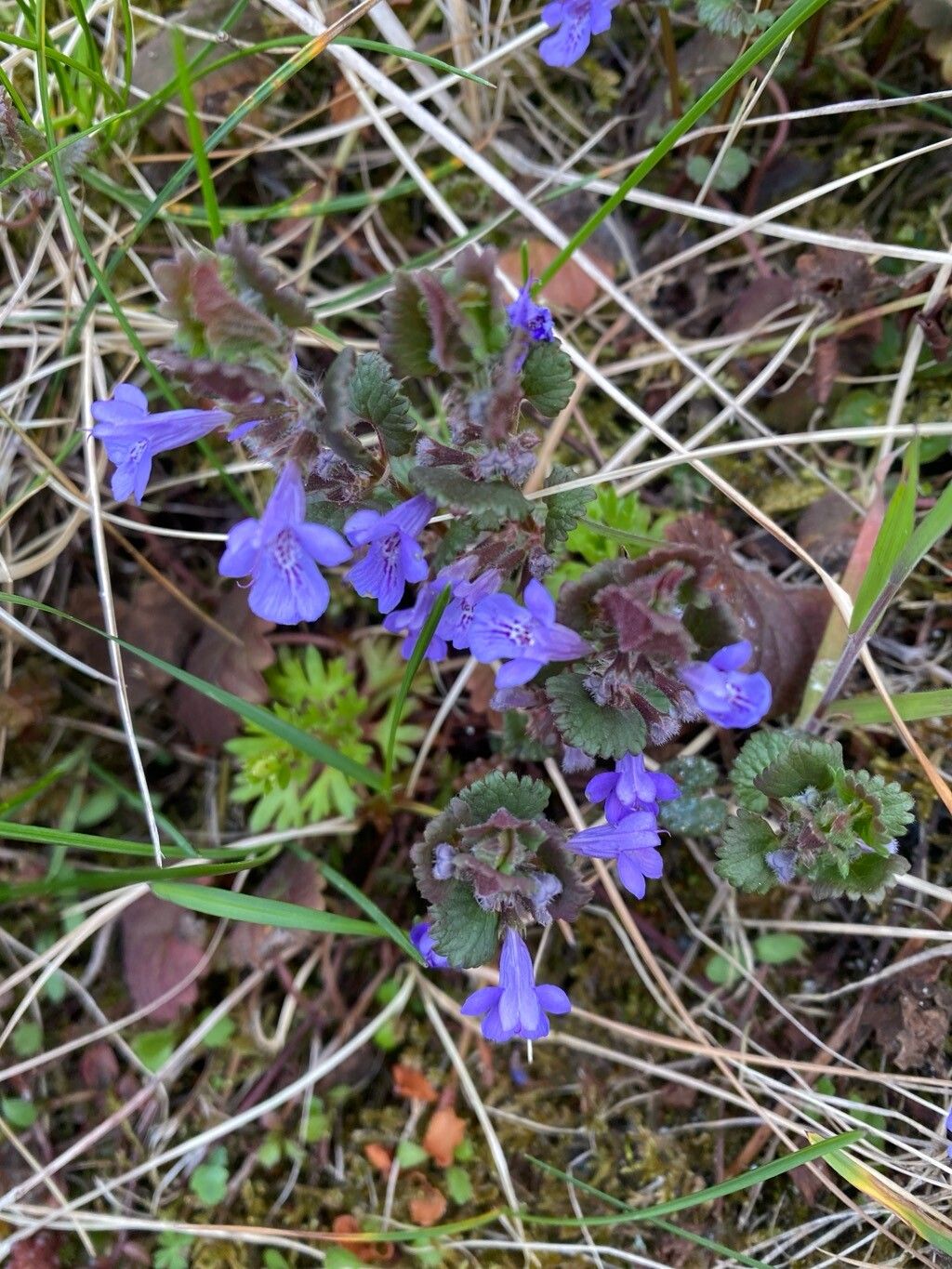 Glechoma sardoa flower