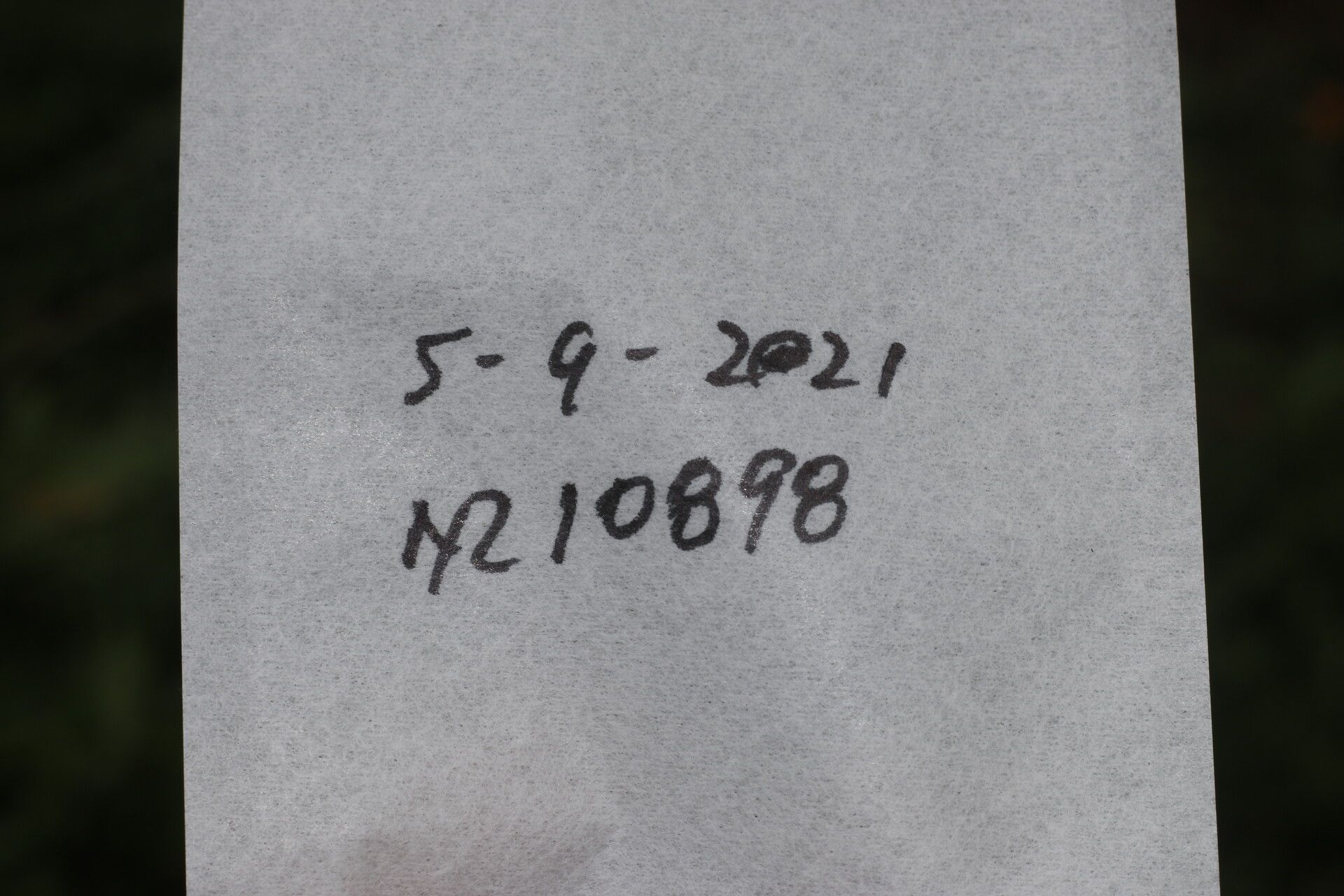 Protium hammelii other