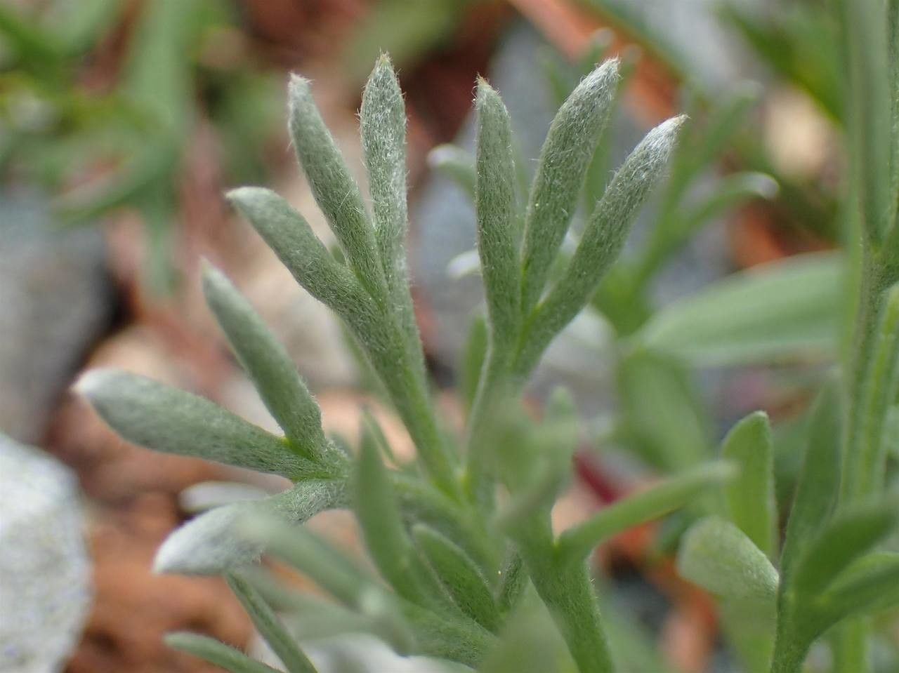 Artemisia umbelliformis — search result for 'Artemisia'