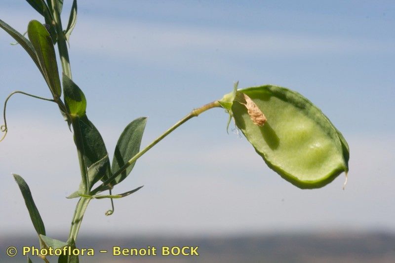 Lathyrus amphicarpos fruit