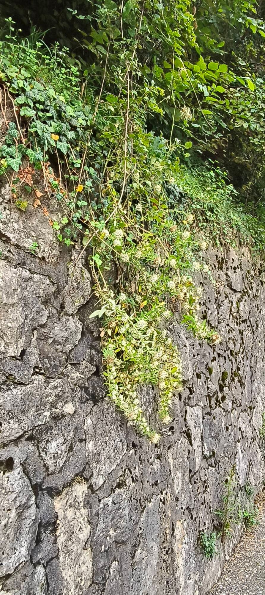 Campanula petraea flower
