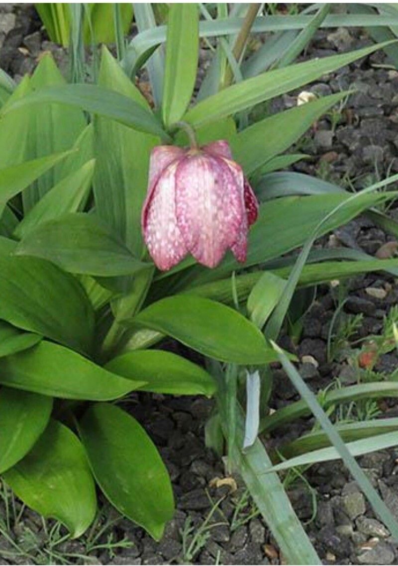 Fritillaria anhuiensis — houseplant care guide