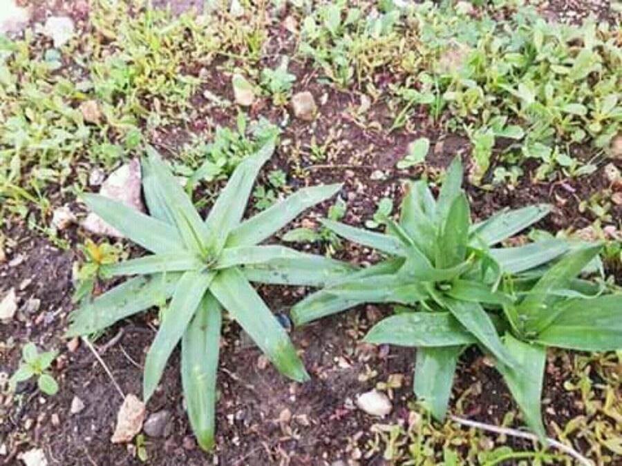 Scilla hyacinthoides — search result for 'Israel'