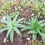 Scilla hyacinthoides