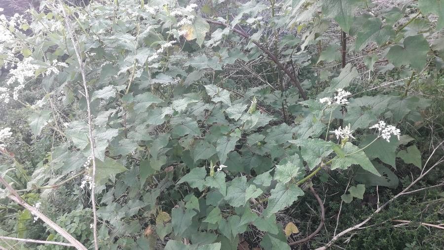 Fagopyrum cymosum habit