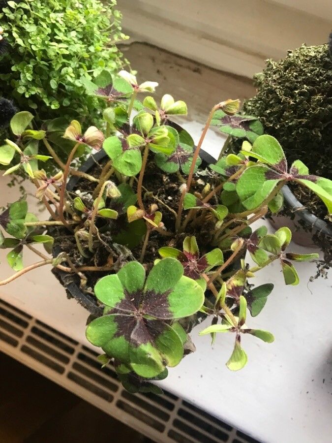 Oxalis tetraphylla — search result for 'Oxalis'