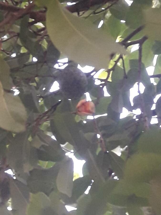 Annona montana flower