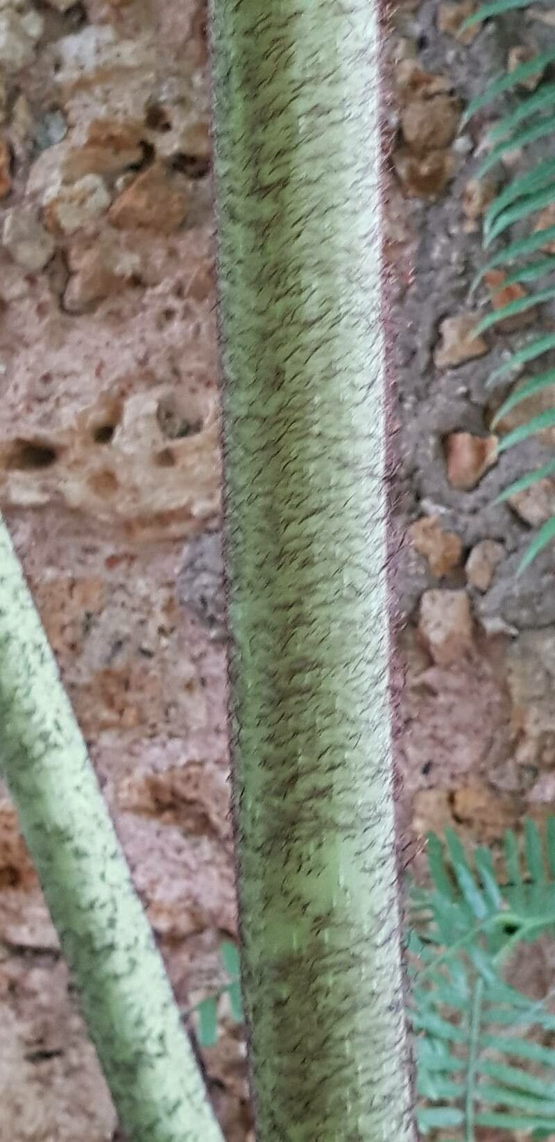 Angiopteris palmiformis bark