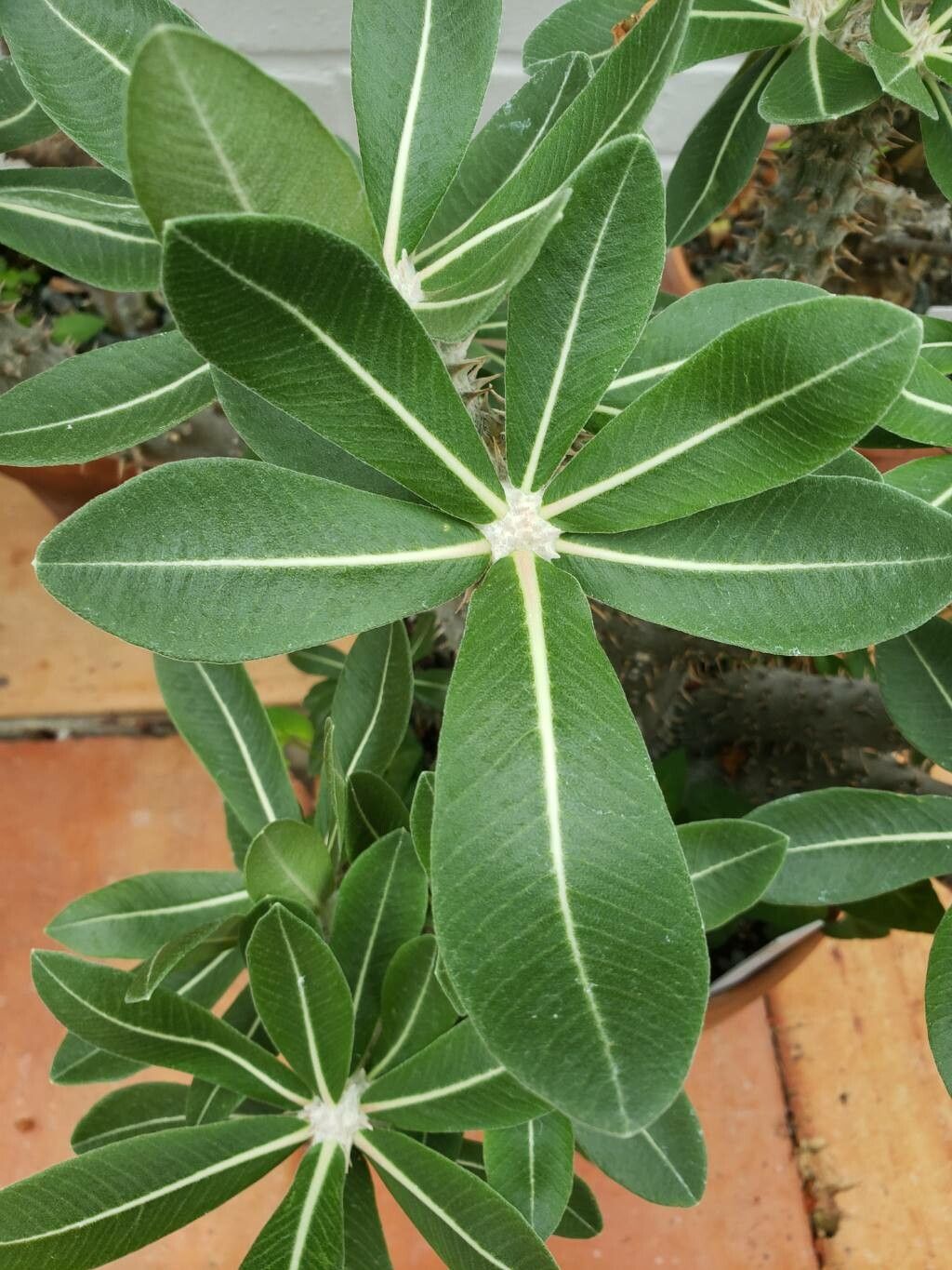 Pachypodium horombense leaf