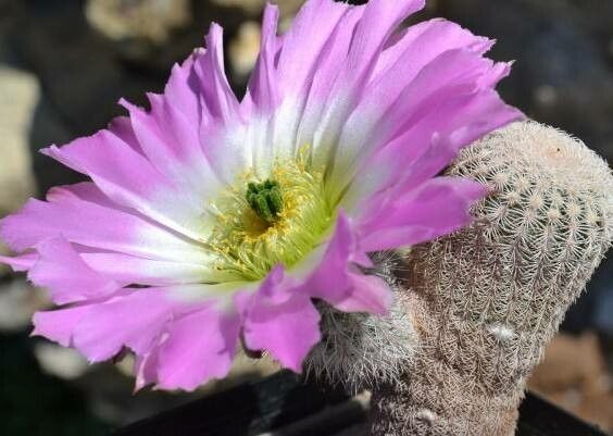 Echinocereus primolanatus flower