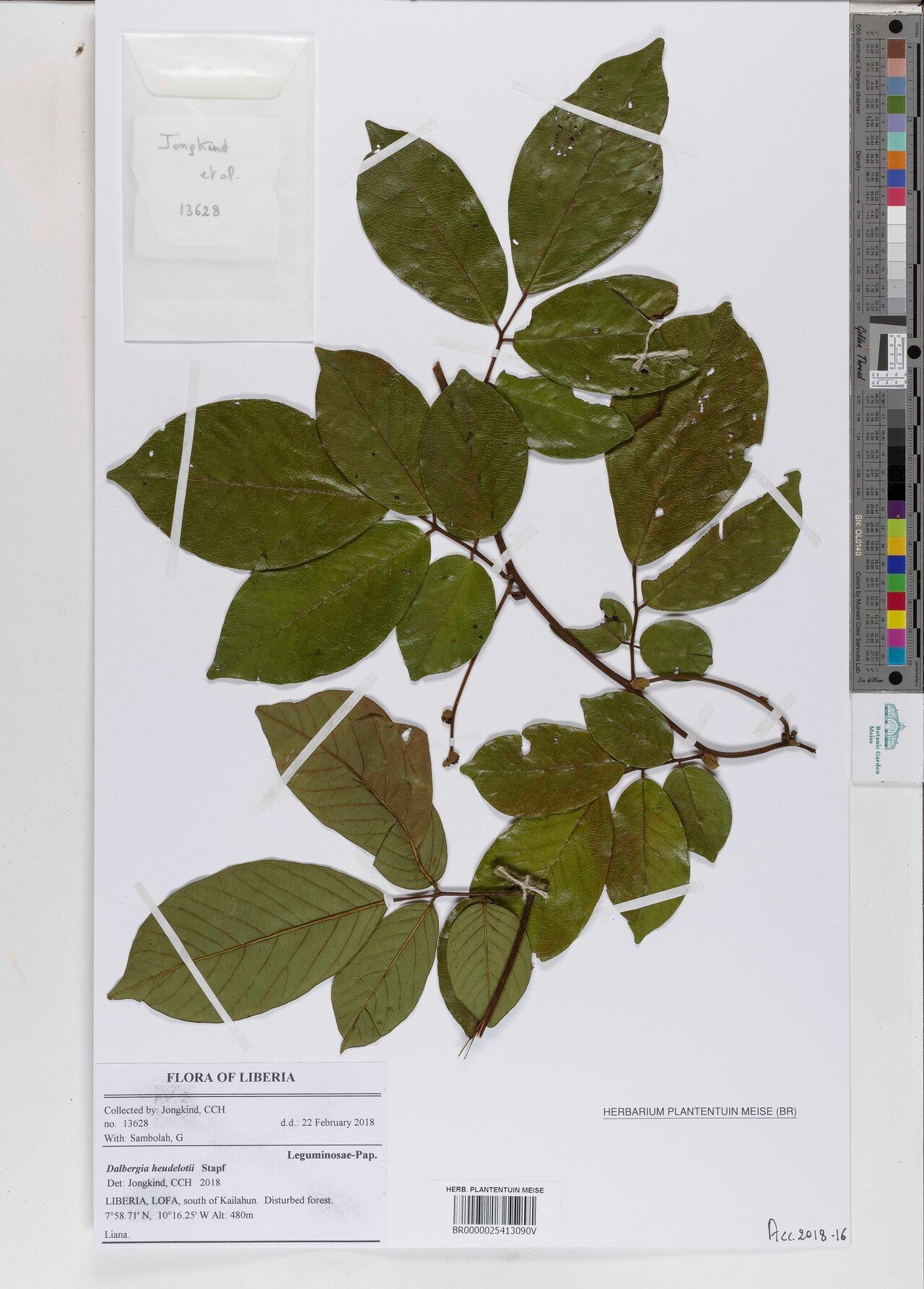 Dalbergia heudelotii — houseplant care guide