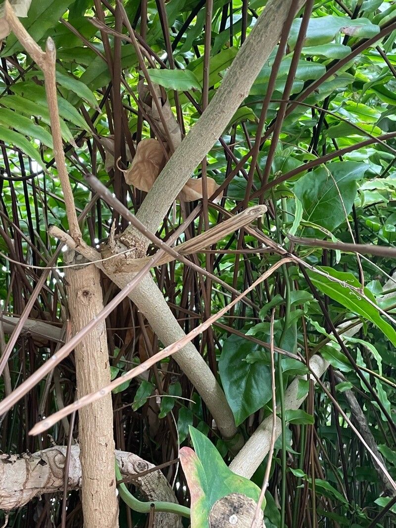 Juanulloa mexicana bark