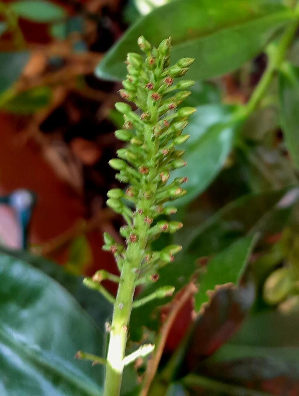 Hebe andersonii fruit