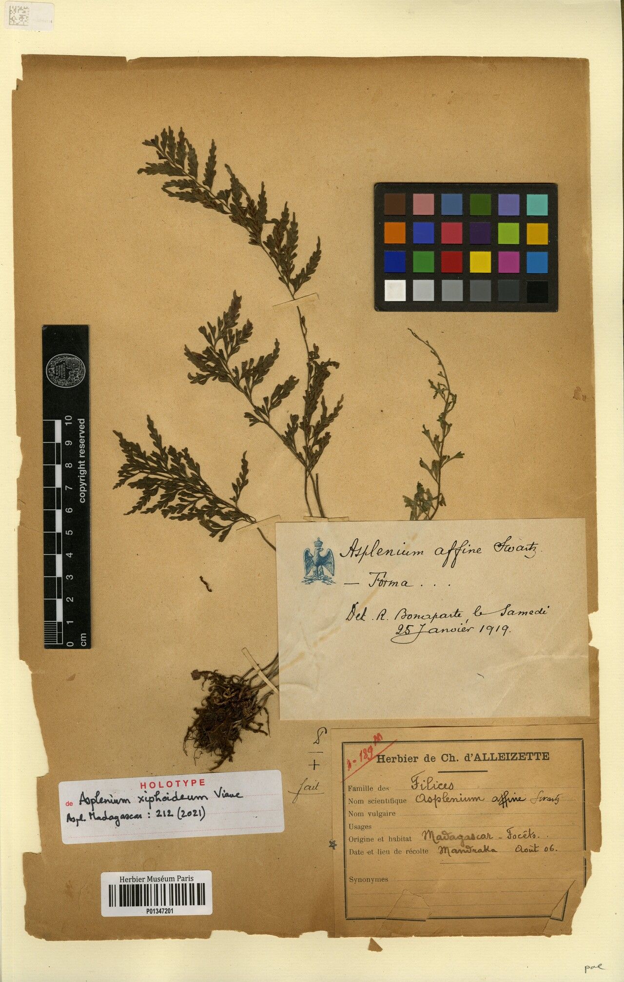 Asplenium xiphoideum — houseplant care guide