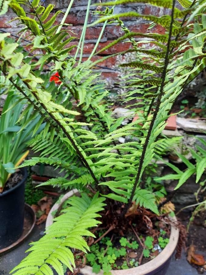 Dryopteris cycadina bark
