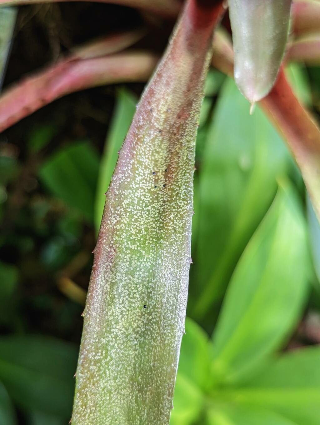 Neoregelia pineliana leaf