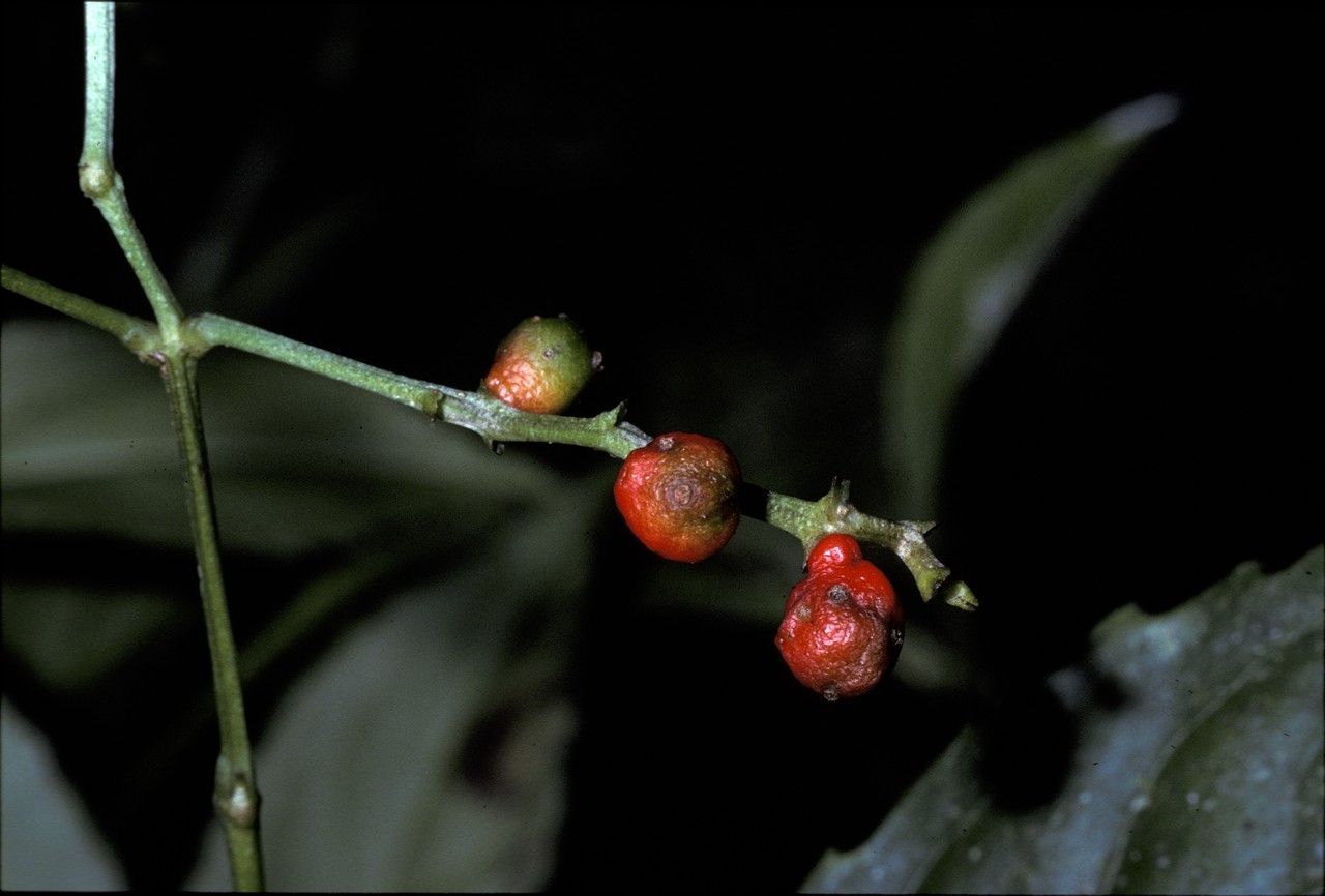Chloranthus elatior fruit