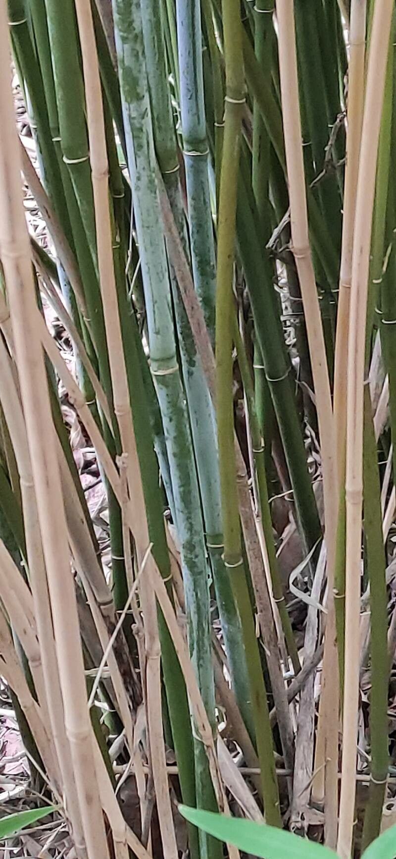 Fargesia spathacea bark