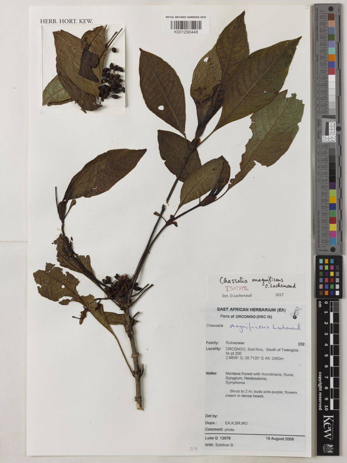 Chassalia magnificens — houseplant care guide