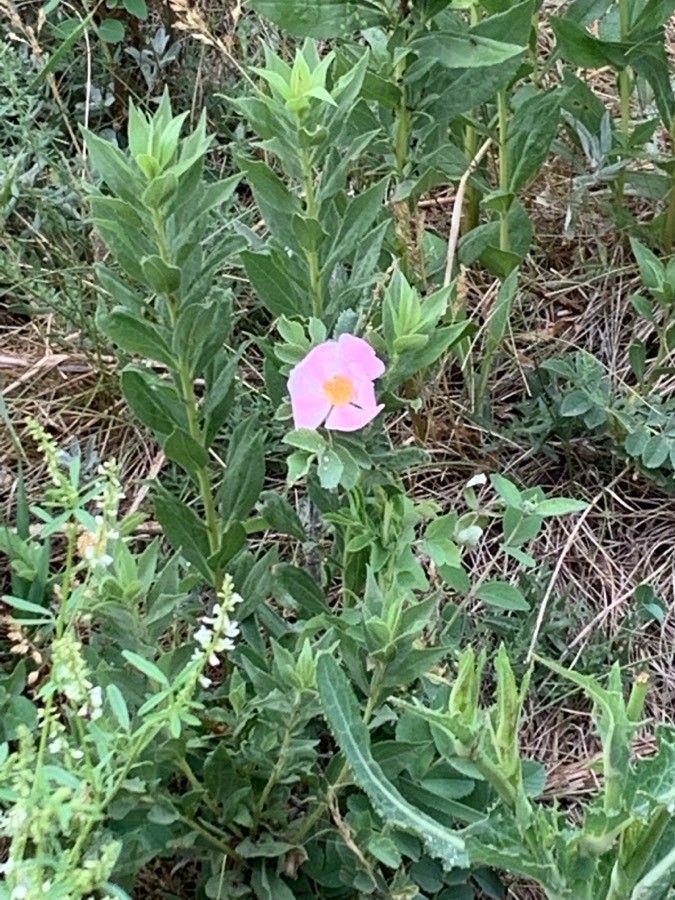 Rosa acicularis flower