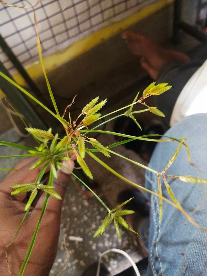 Cyperus sphacelatus — search result for 'Cyperus'